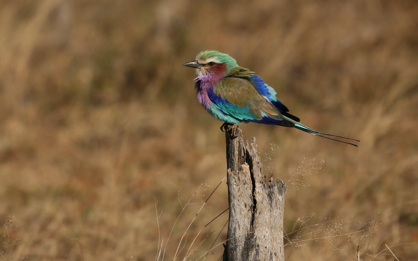 Tanzania