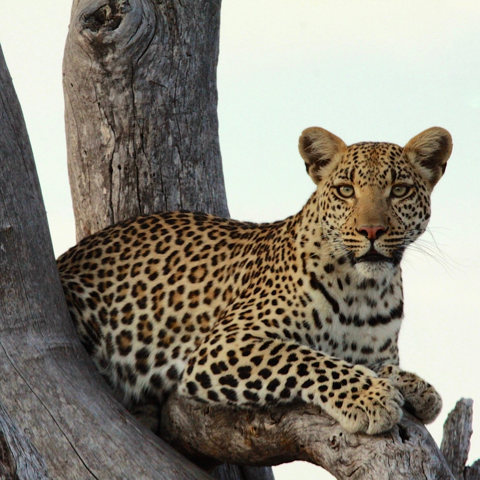 Botswana wildlife