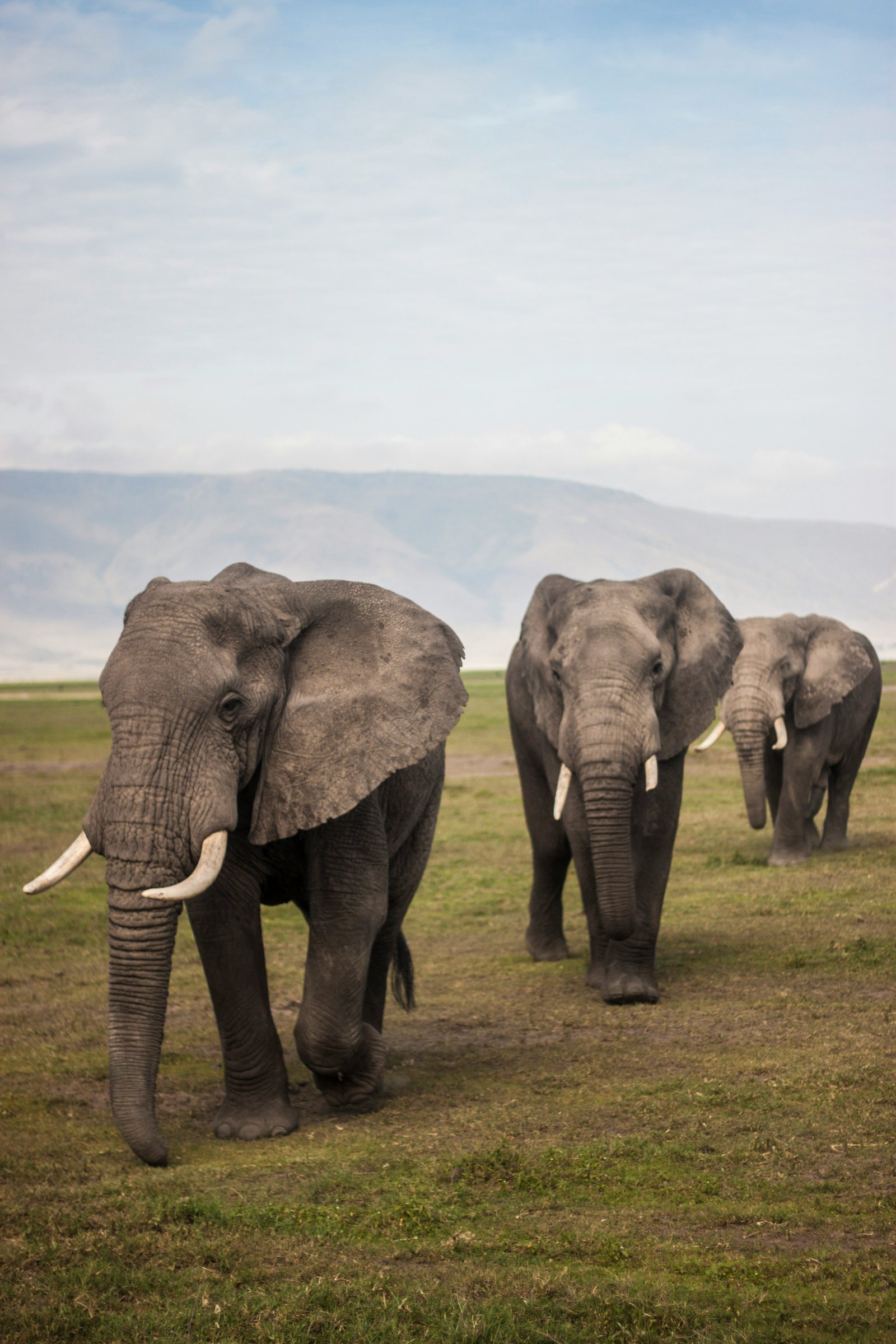Tanzania wildlife