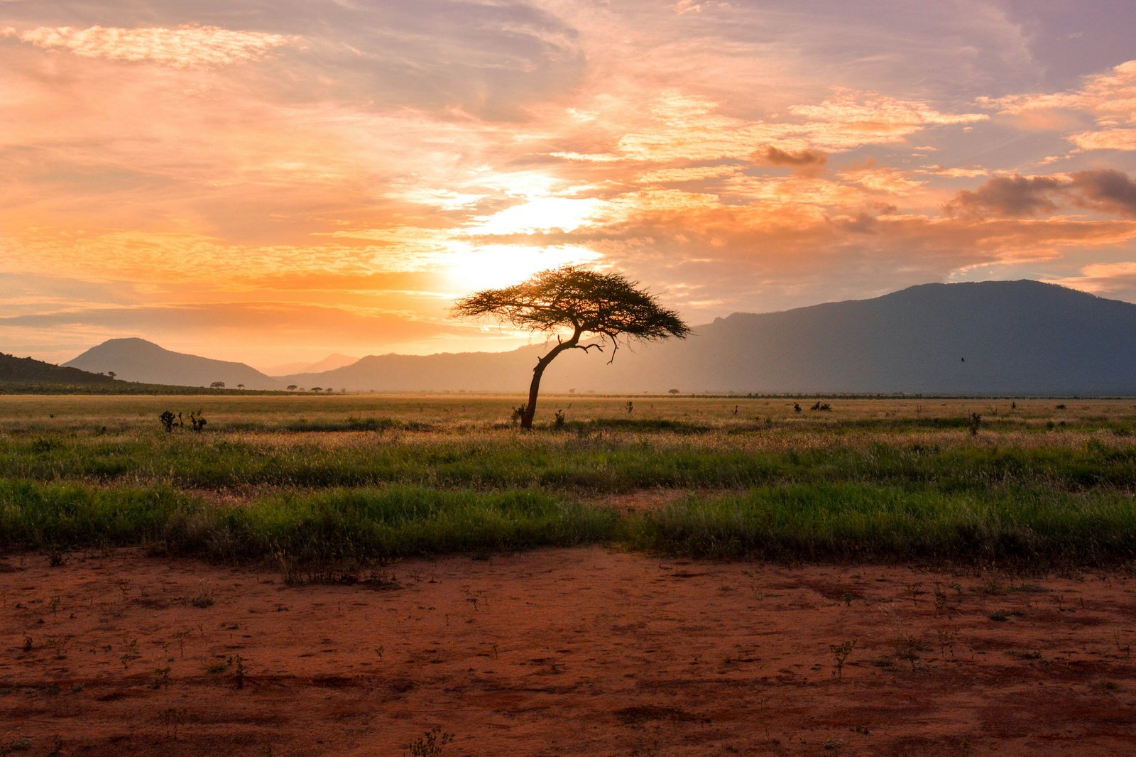 Kenya safari landscape