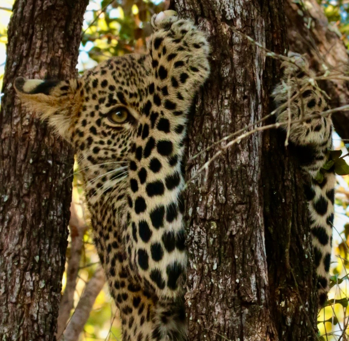 Leopard in tree