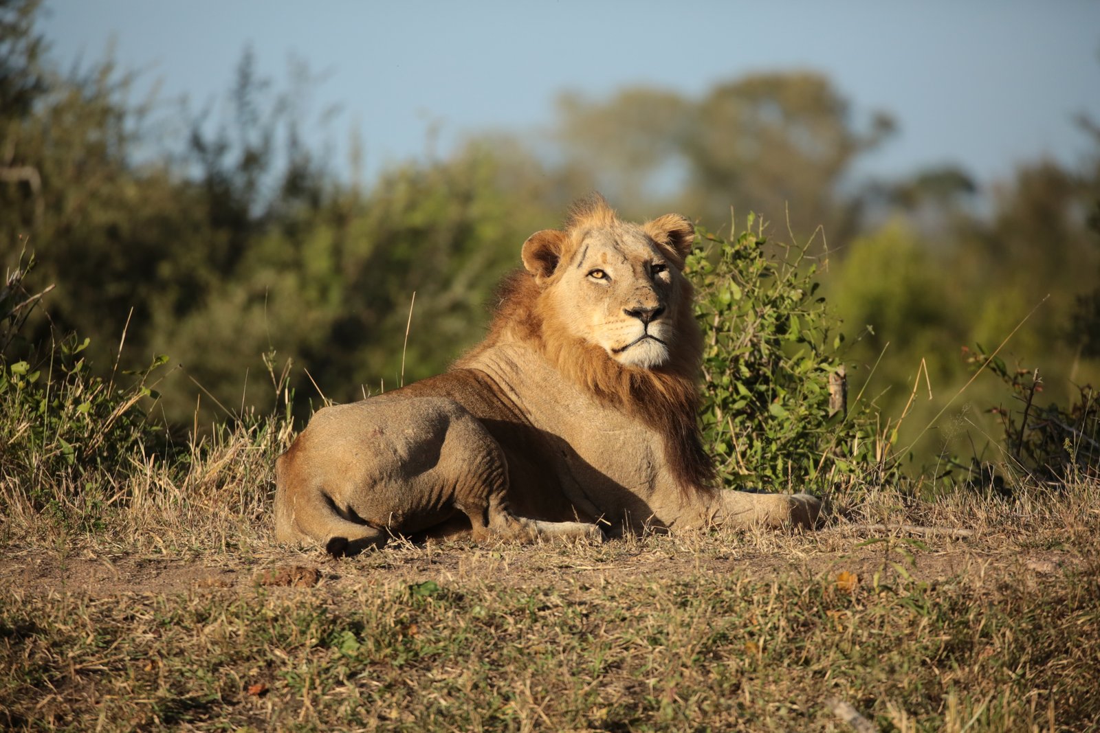 South Africa wildlife