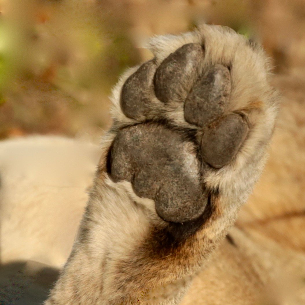 South Africa safari