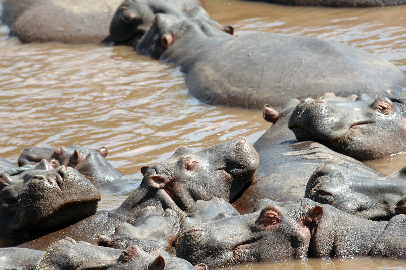 Hippos in water