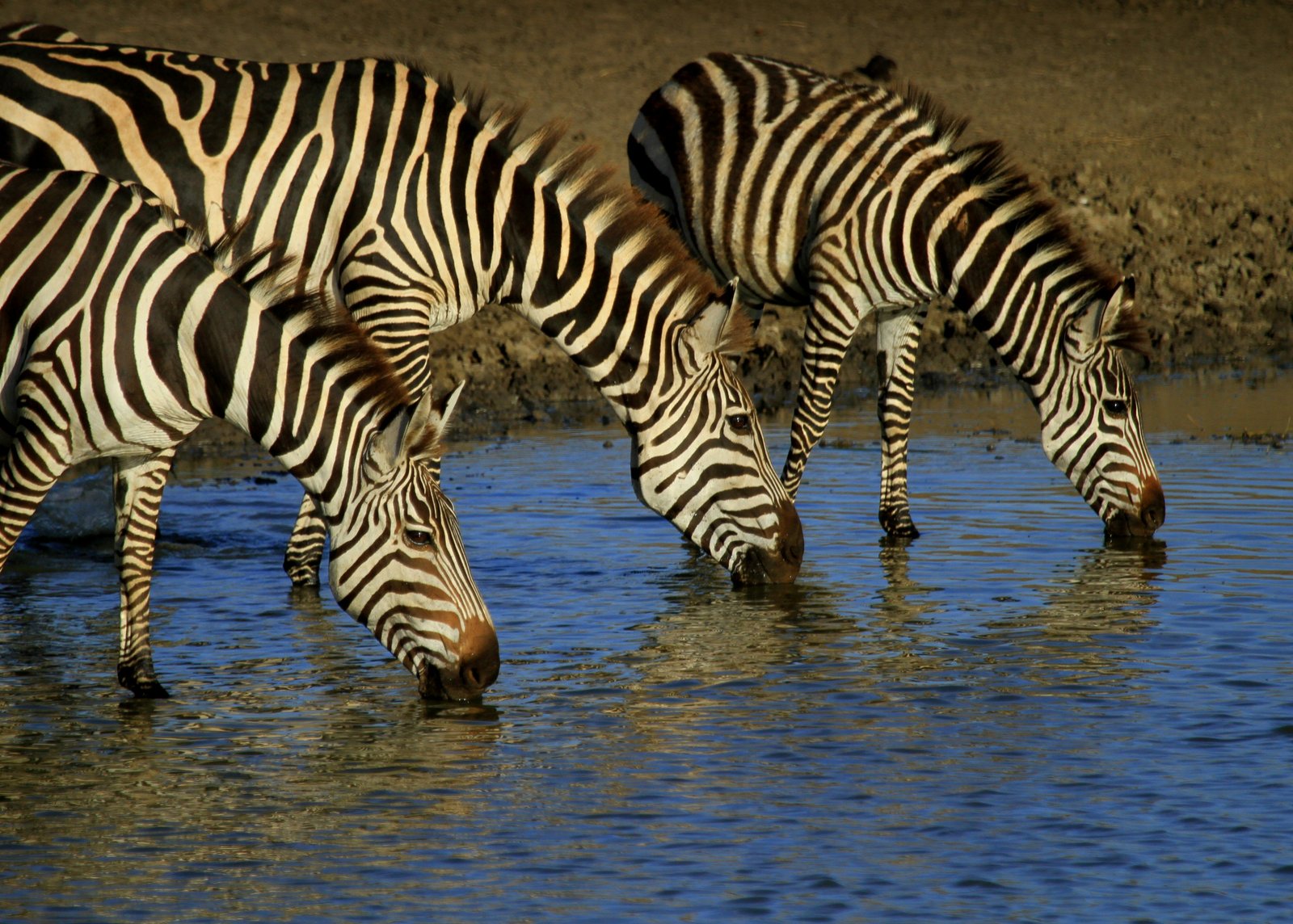 Kenya landscape