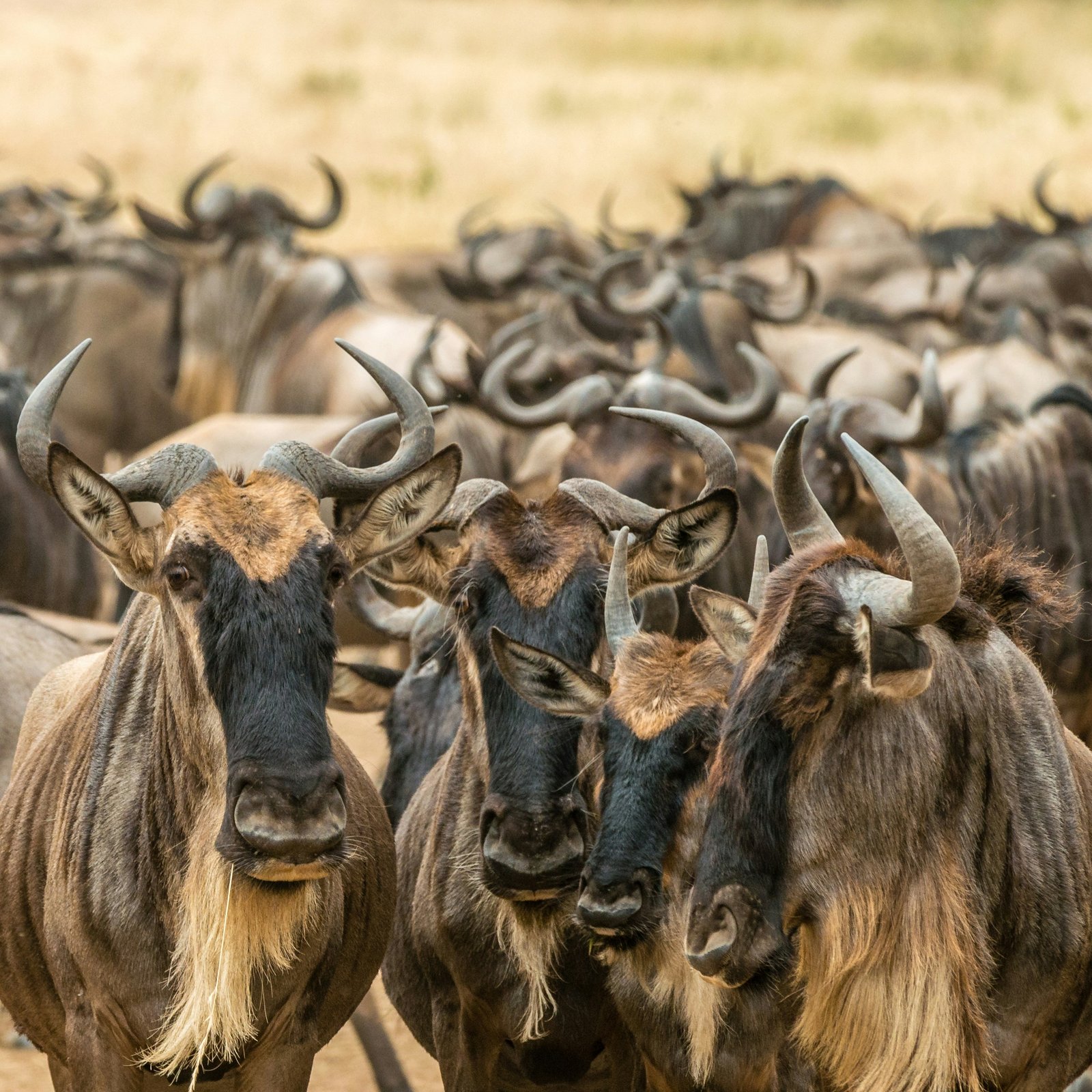 Kenya wildlife