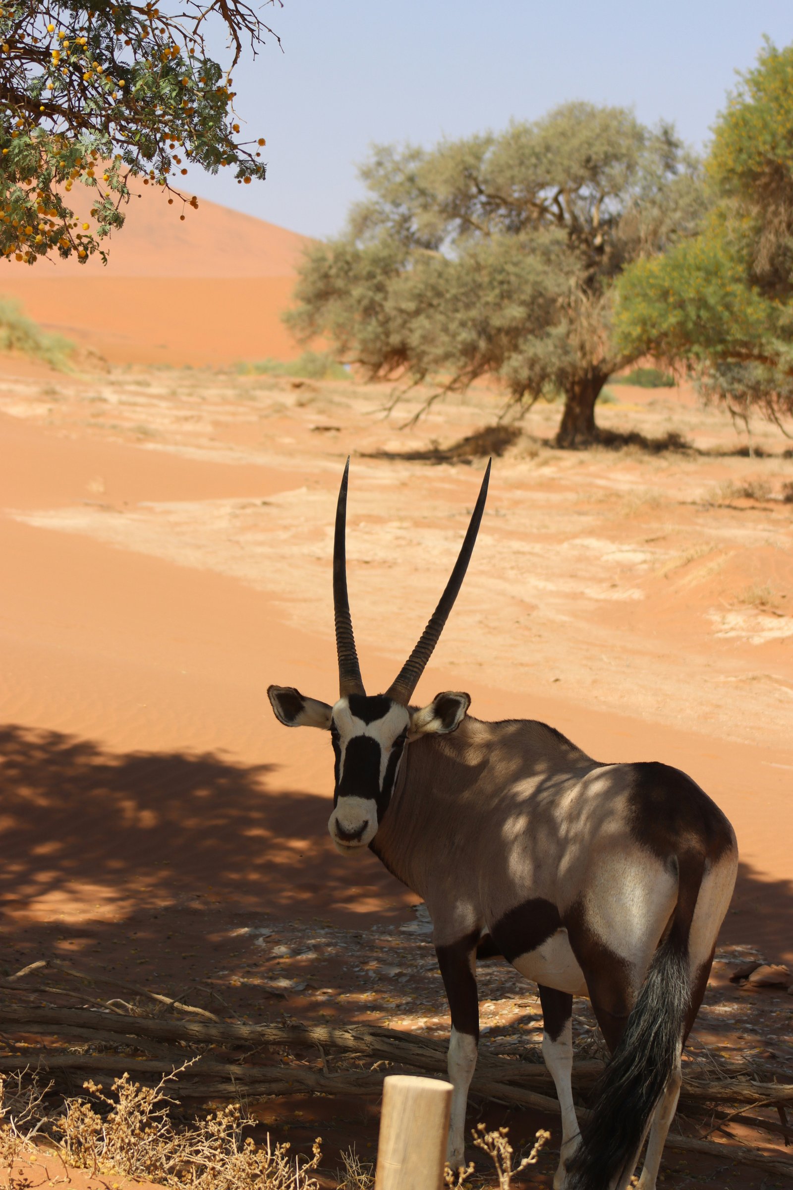 Namibia wildlife