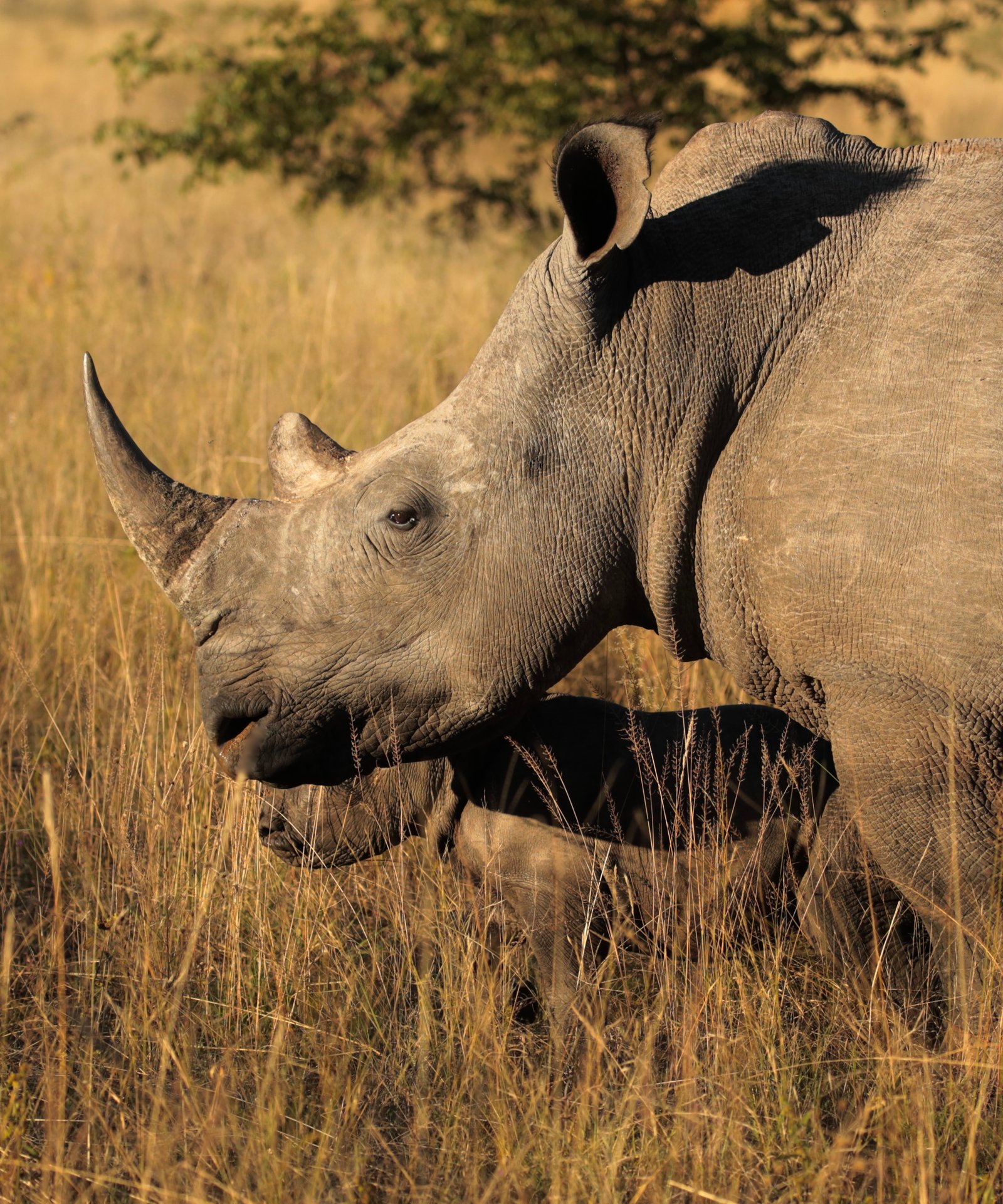 Kenya wildlife