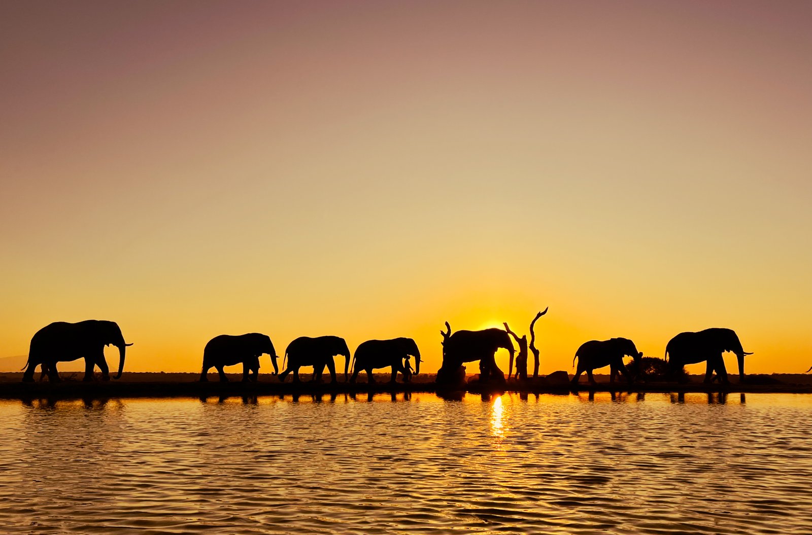 South Africa safari landscape