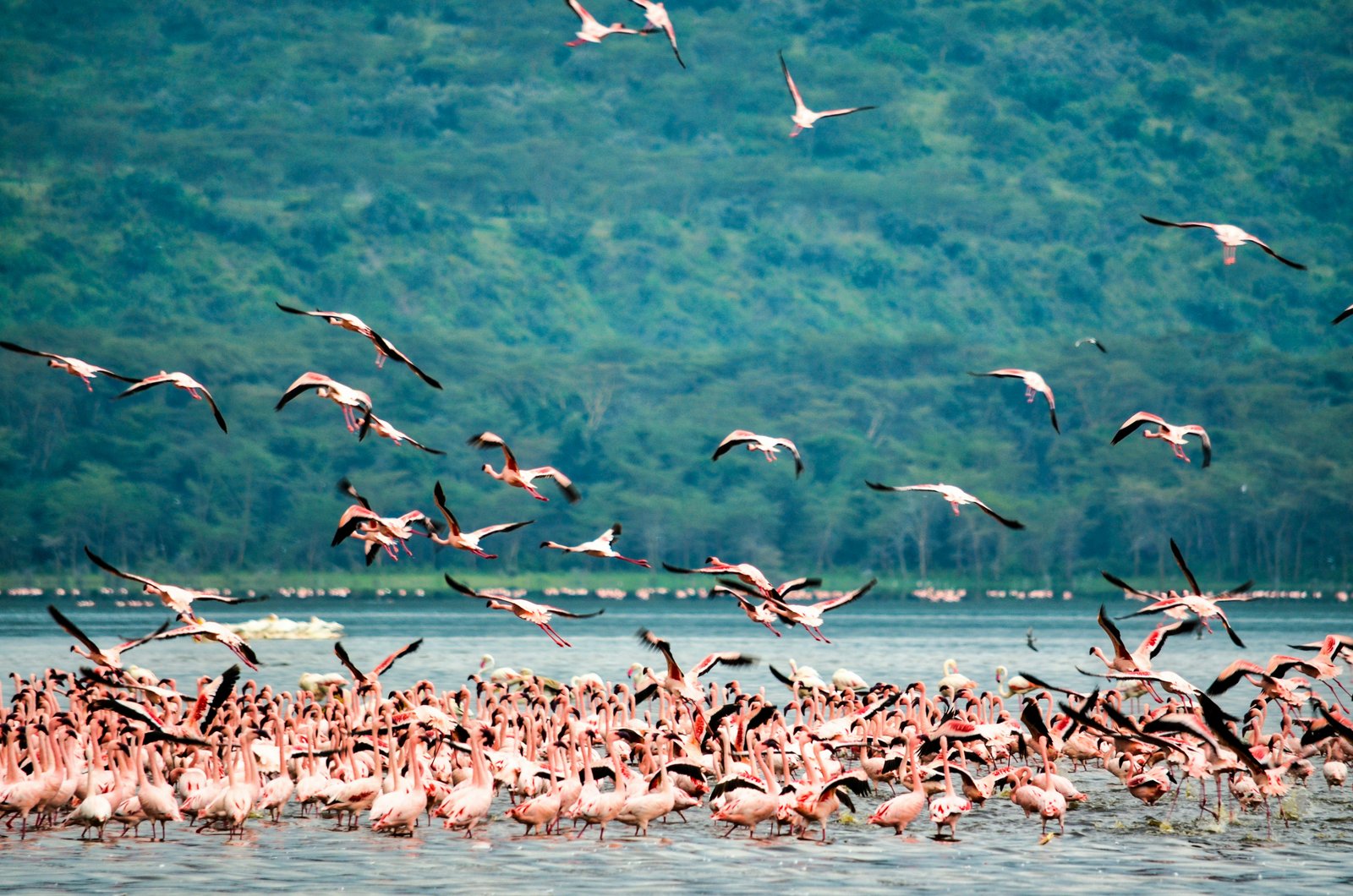 Tanzania safari