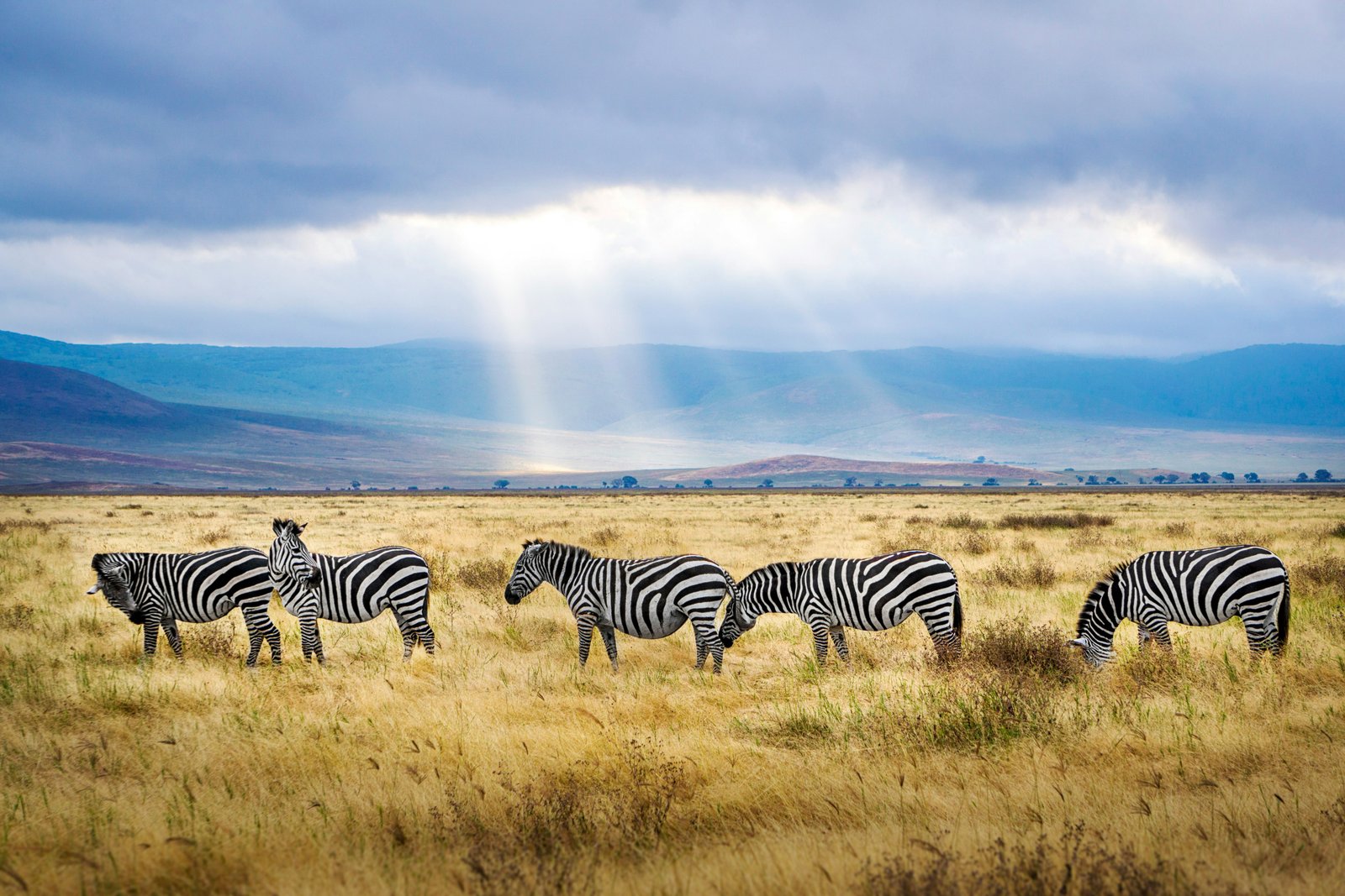 Tanzania landscape