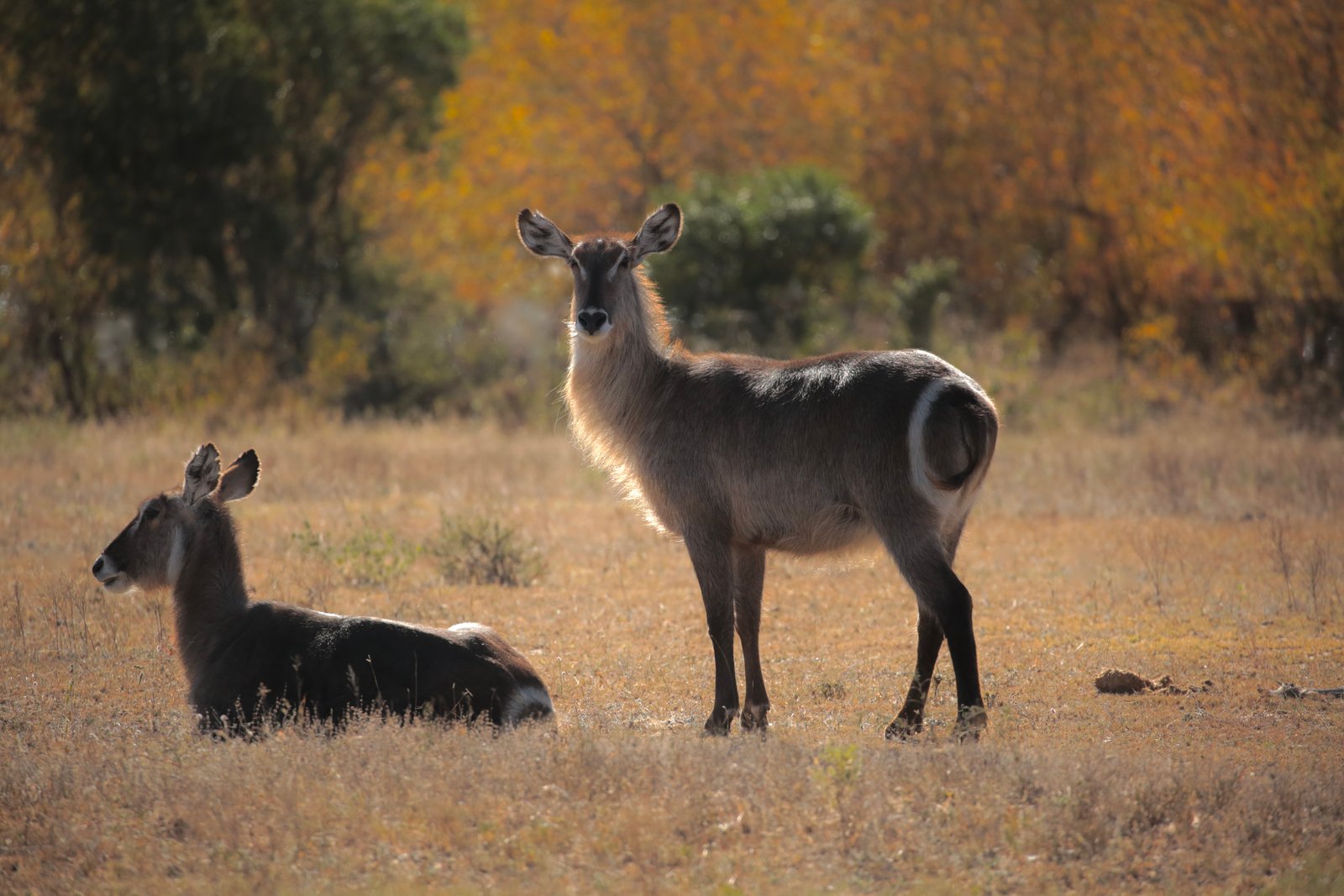 Botswana safari